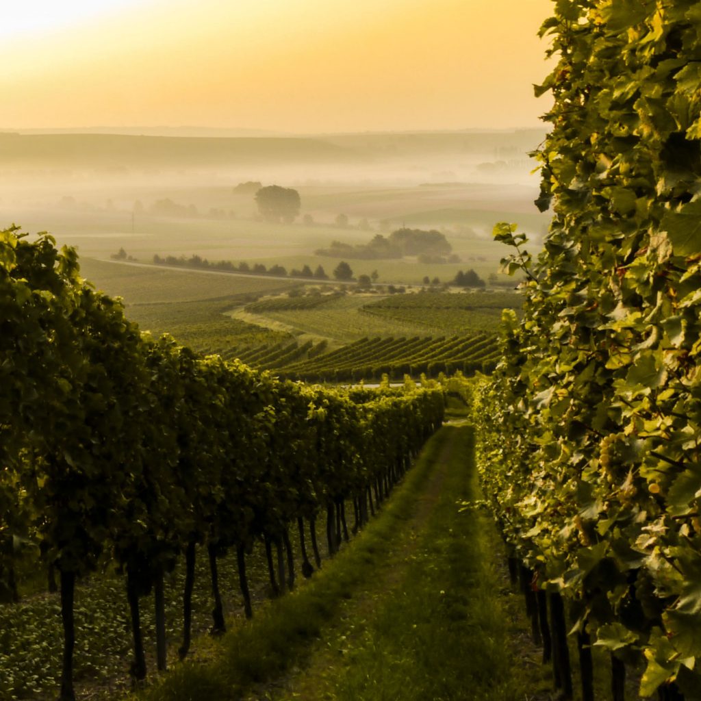 Italienischer Wein | Modanese Wood & Wine | Concept Store Köln